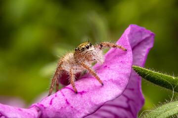 Jumping spider on pink flowers in the garden. Hyus spider on flowers with green background.