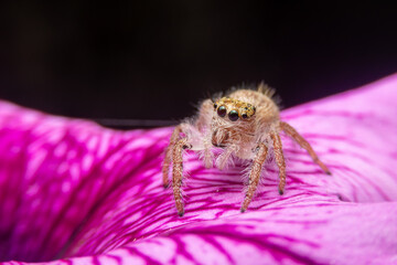 Jumping spider on pink flowers in the garden. Hyus spider on flowers with green background.