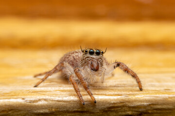 Jumping spider on pink flowers in the garden. Hyus spider on flowers with green background.