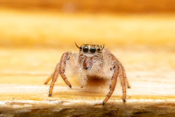 Jumping spider on pink flowers in the garden. Hyus spider on flowers with green background.