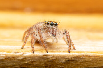 Jumping spider on pink flowers in the garden. Hyus spider on flowers with green background.