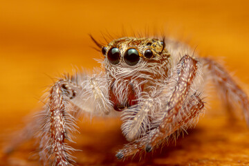 Jumping spider on pink flowers in the garden. Hyus spider on flowers with green background.