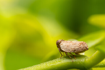 Macro of the Brown planthopper on green leaf in the garden.  Nilaparvata lugens (Stal) on blurred of green background.