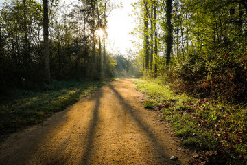 Obraz premium Pista forestal (camino carretera) en un bosque al amanecer con el sol entre los árboles