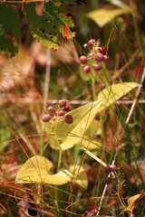 Patterned berries of the May lily (Maianthemum bifolium)