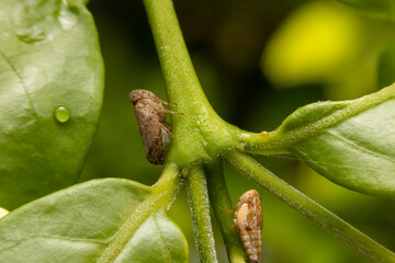Macro of the Brown planthopper on green leaf in the garden.  Nilaparvata lugens (Stal) on blurred of green background.