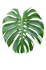 Rolgordijnen Monstera Green leaf of Monstera deliciosa, Fruit salad plant, Tarovine, Split leaf philodendron or Swiss Cheese Plant isolated on white background included clipping path.