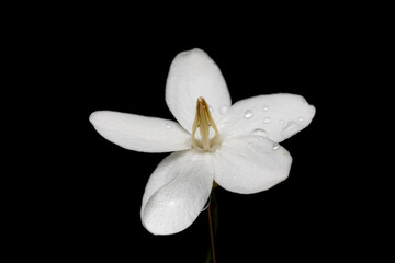 Fototapeta premium Close up of the white flowers in the garden. Beautiful flower with drop of waater on black background.