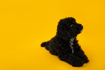 Concept of home pet, black toy poodle, space for text