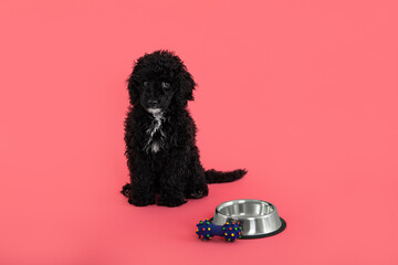 Concept of home pet on pink background, black toy poodle