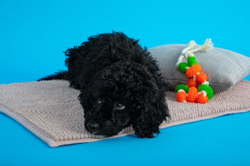 Concept of home pet on blue background, black toy poodle
