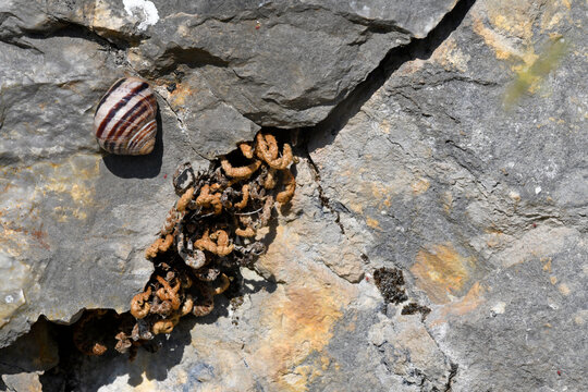 Snails on a rock // Schnecken auf einem Fels 