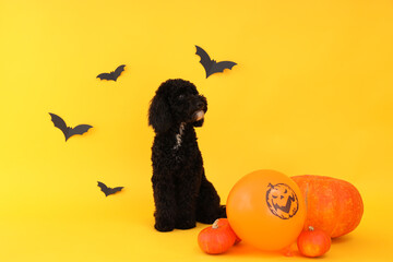 Concept of Halloween, Dog and Halloween accessories on yellow background