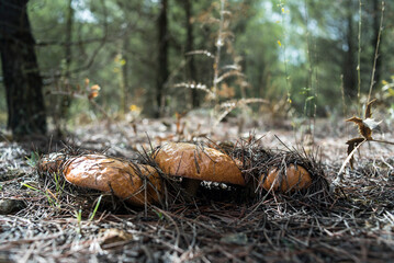 Lots of wild mushrooms on the mountain in autumn