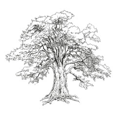 Vector illustration of an oak tree. The oak tree is one of the oldest trees that can live up to a thousand years