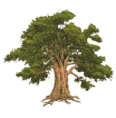 Vector illustration of an oak tree. The oak tree is one of the oldest trees that can live up to a thousand years - obrazy, fototapety, plakaty