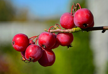 czerwone rajskie jabłuszka, jabłoń ozdobna (Malus pumila)	 - obrazy, fototapety, plakaty