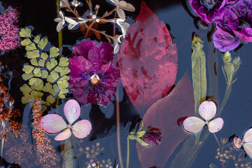 Colorful multicolored flower head with water droplets glinting on surface of flower petals