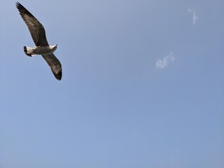 osprey in flight