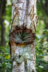 close up detail texture of tree