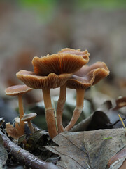 Pilz im Eifelwald