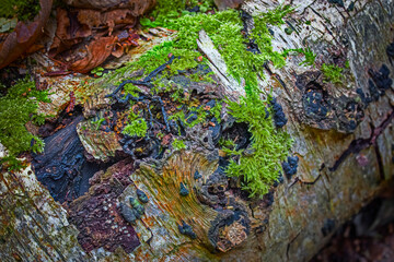 lichen and moss on tree trunk