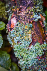 lichen on tree trunk