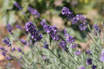 lavender blooming in the garden
