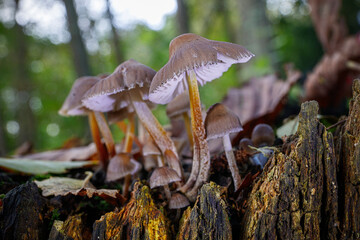 Fototapeta premium fungi in English woodland