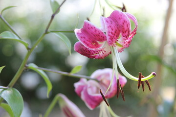 Obraz premium flowering lilies with pink flowers