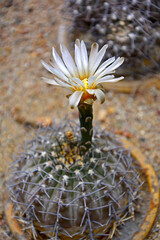 biały kwiat Gymnocalycium , gymnocalycium schickendantzii, cactus in a pot - obrazy, fototapety, plakaty