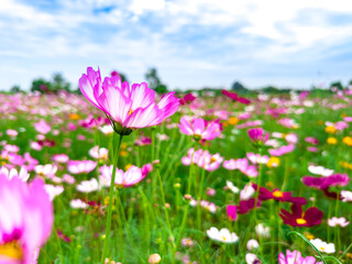 Obraz na płótnie Canvas Landscape Cosmos flowers blooming in the garden with blue sky ,beautiful flowers ,background wallpaper