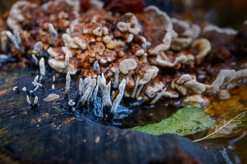 candle-snuff fugus in English woodland