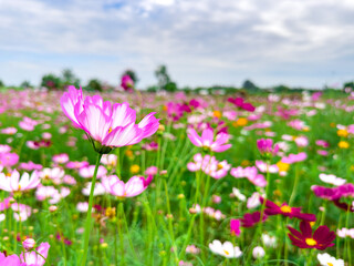 Obraz na płótnie Canvas Pink and White cosmos flowers in garden ,beautiful flower