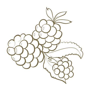 illustration contour line design element for packaging and printing. edible blackberry close-up on a white background. ingredient in cosmetics and medicines