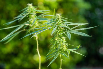The leaves of mulberry on mulberry tree, Mulberry leaves food for silkworms raw materials for silk production.