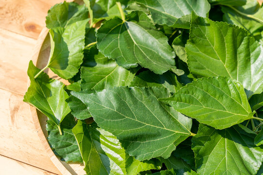 The leaves of mulberry on mulberry tree, Mulberry leaves food for silkworms raw materials for silk production.