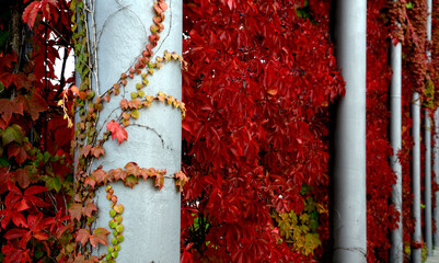 climbing deciduous vines covered the wall of the fence. in the background you can see a hedge of...