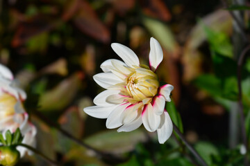 Rebeccas World Dahlia