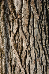Lombardy poplar