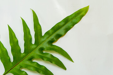 Monarch fern,musk fern,maile-scented fern,breadfruit fern or Phymatosorus scolopendria...