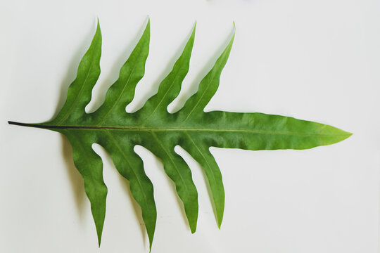 Monarch fern,musk fern,maile-scented fern,breadfruit fern or Phymatosorus scolopendria fern.tropical leaves foliage plant bush nature  with isolated white background.