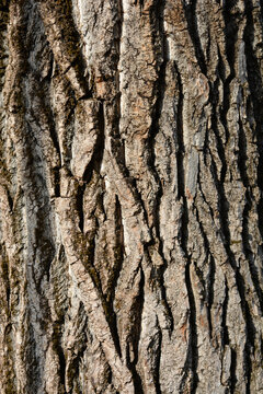 Lombardy Poplar