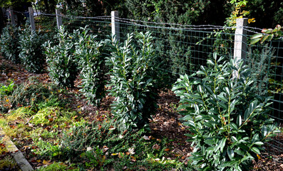 An evergreen shrub in front of a light wood wire fence will improve the opacity of the street. drip...