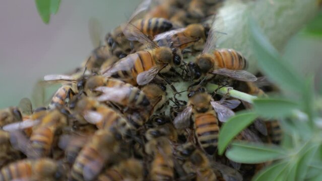Macro of a large swarm of Honey bee's