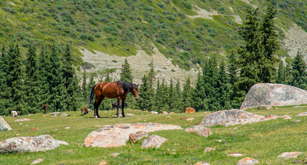 Fototapeta na wymiar The horse grazes among the spruce in summer