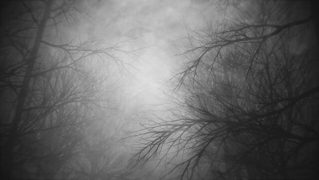 Stroll through dark misty woods. High bitrate 4K animation suitable for halloween and other horror related things.