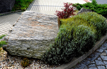 garden composition with a rock around planted with low evergreen bushes and lavender just cut into...