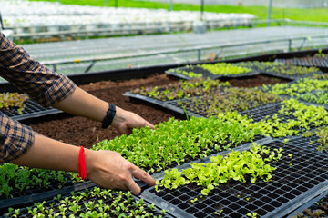 Hand of farmer picking seeding tray of nursery or young plant of cos lettuces or romaine lettuce vegetables to check in the organic greenhouse farm with sunlight background.