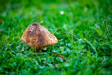 Dew drops hang from spiderweb attached to a parasol mushroom